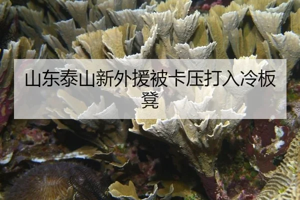 shan-dong-tai-shan-xin-wai-yuan-bei-ka-ya-da-ru-leng-ban-deng-2-309.jpg